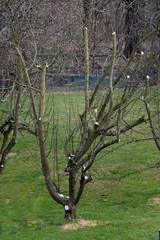 Spring cut of fruit trees with a protective white paint after cutting.