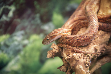 snake in the tree
