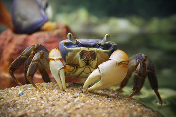 Fototapeta na wymiar crab on a rock