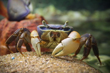 crab on a rock