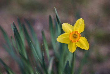Close-up of narcissus flower with missing petal.