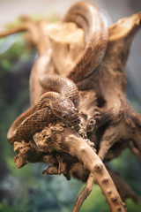 snake in the tree