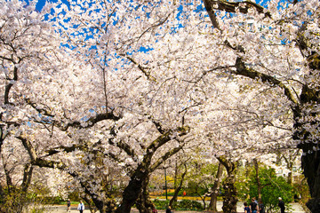  Full bloom cherry blossom in spring