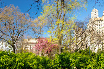 View of the Central Park New York , USA