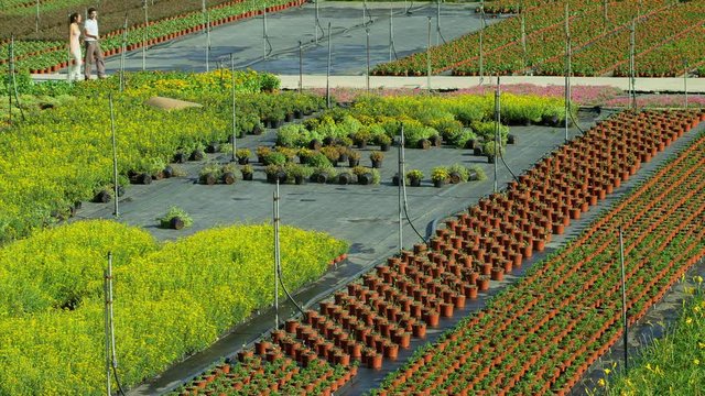 WS&nbsp;TS Man and woman walking and talking in outdoor flower nursery