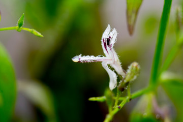 Andrographis paniculata flower closeup 