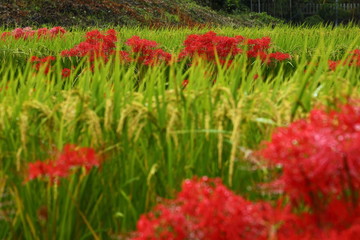 
 彼岸花_一言主神社 