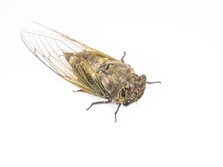 adult cicada on white background