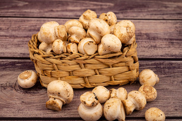 Young mushrooms in a wicker basket and mushrooms scattered on a wooden background. Close up.