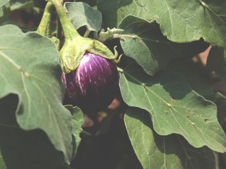 Brinjal plant image in farm , Healthy vegetarian food concept