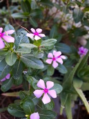 pink flowers in the garden, flowers 