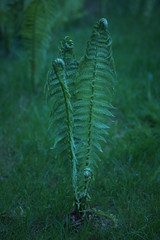 fern in the forest