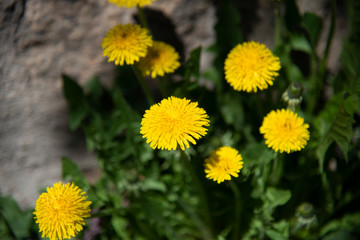 Blooming yellow dandelions in spring.