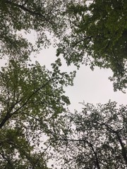 trees in the forest