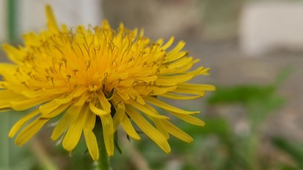 yellow flower in the garden