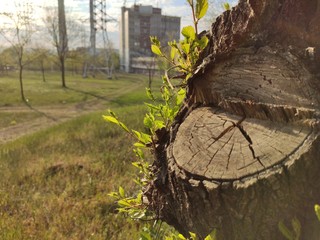 tree stump in the forest