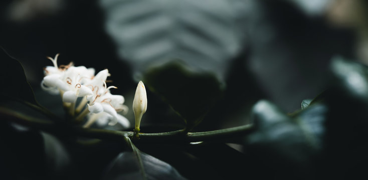 White Coffee Flowers On Dark-toned Coffee Trees Coffee Flower