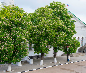 Flowering chestnuts in Sevastopol, Crimea