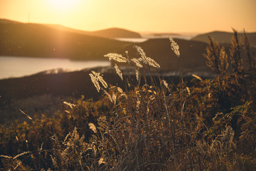 Grass in the backlight on blurred sunny background with a view of the hills and the sea. Landscape photo.