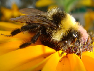 Bee sitting on a flower and  collecting pollen