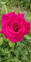 pink rose in garden