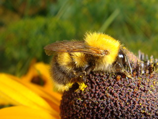Bee sitting on a flower and  collecting pollen