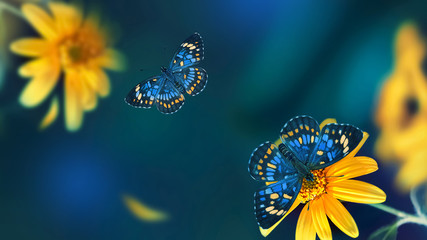 Small yellow bright summer flowers and tropical butterflies  on a background of blue and green...