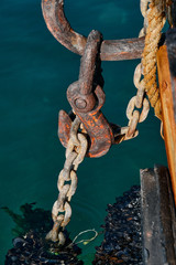 rusty hook and anchor chain with plenty of mussels underwater and filtering water