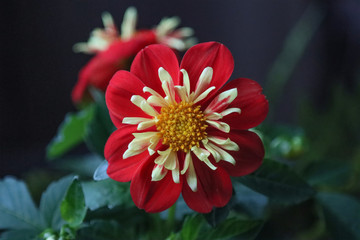 Flower of a home dahlia.