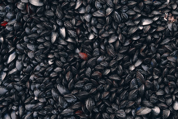 Mussels in their natural habitat. Colonies of mussels on the seashore. Food background.