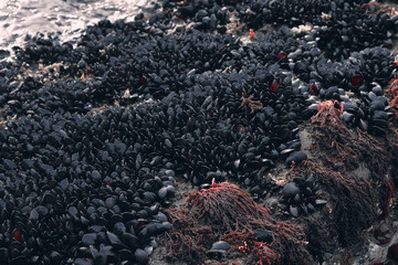 Fresh mussels formation on a rock. Colonies of mussels on the seashore. Food background.