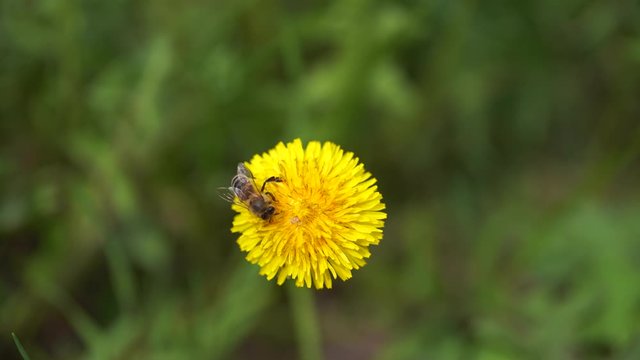 Yellow dandelions with a bee. Honey bee collecting nectar from dandelion flower. Close up flowers yellow dandelions.Bright dandelion flowers on the background of green spring meadows