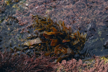 brown seaweed underwater background from above. Background and surface texture. Seaweed in ocean water.