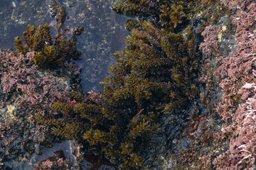 brown algae underwater background from above. Background and surface texture. Seaweed in ocean water.