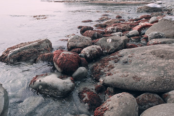 red seaweed growing on a stone. View from above. Background and surface texture. Seaweed in ocean water.