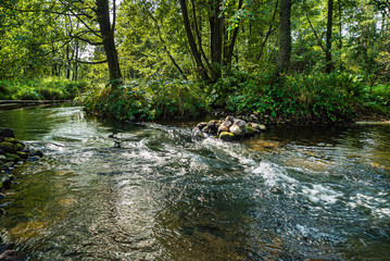 forest river in the Belarus