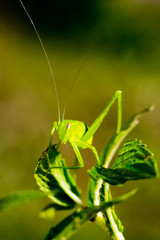 A green grasshopper on top of mint leaves