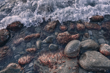 red seaweed growing on a stone. View from above. Background and surface texture. Seaweed in ocean water.
