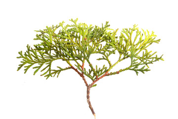 Obraz premium thuja isolated on white background