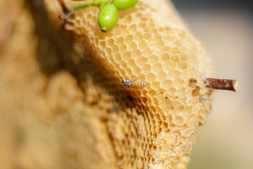 Honeycomb with sweet honey. Yellow honeycomb just taken from beehive with sweet honey. Bee honey collected in the beautiful yellow honeycomb