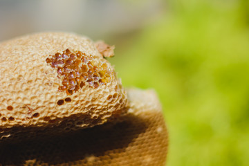 Honeycomb with sweet honey. Yellow honeycomb just taken from beehive with sweet honey. Bee honey collected in the beautiful yellow honeycomb