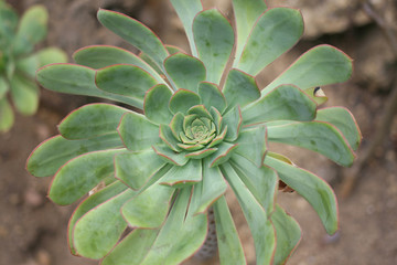 Sempervivum tectorum or Common Houseleek in a park