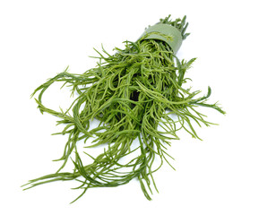 Climbing Wattle, Acacia, Cha-om on white background