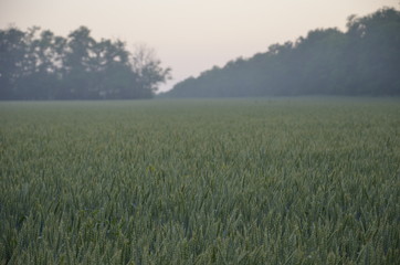 field of wheat