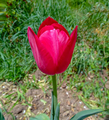 scarlet tulip against the background of a blooming spring garden