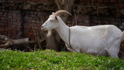 A goat grazes in the countryside. A tethered goat grazes on the lawn. A white goat was grazing in a meadow.