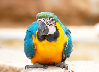 Blue-and-yellow macaw on the floor