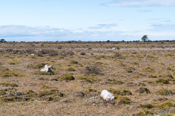 Great barren alvar plain landscape