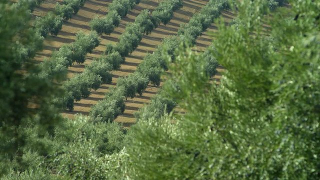 WS R/F CU Olive trees in orchard