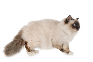 Obraz premium birman cat in studio